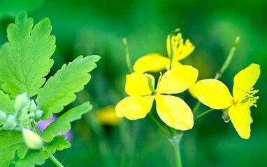 Použitie Celandine na odstránenie bradavíc