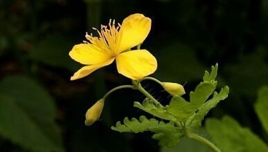 Odstraňovanie bradavíc s Celandine